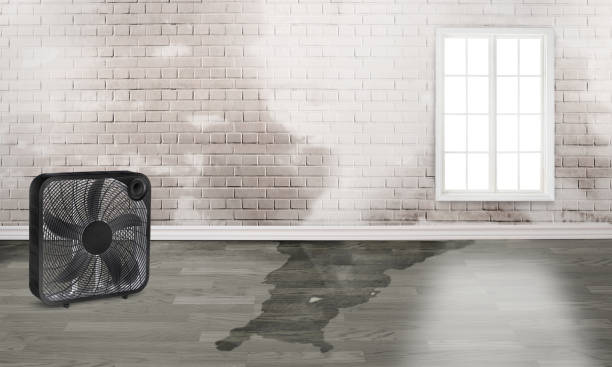 Best Ceiling water damage repair  in Fountain Hills, AZ