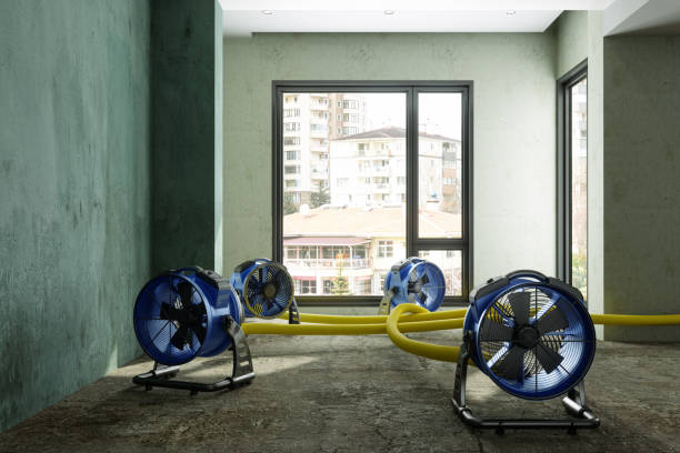 Best Mold removal after water damage  in Fountain Hills, AZ